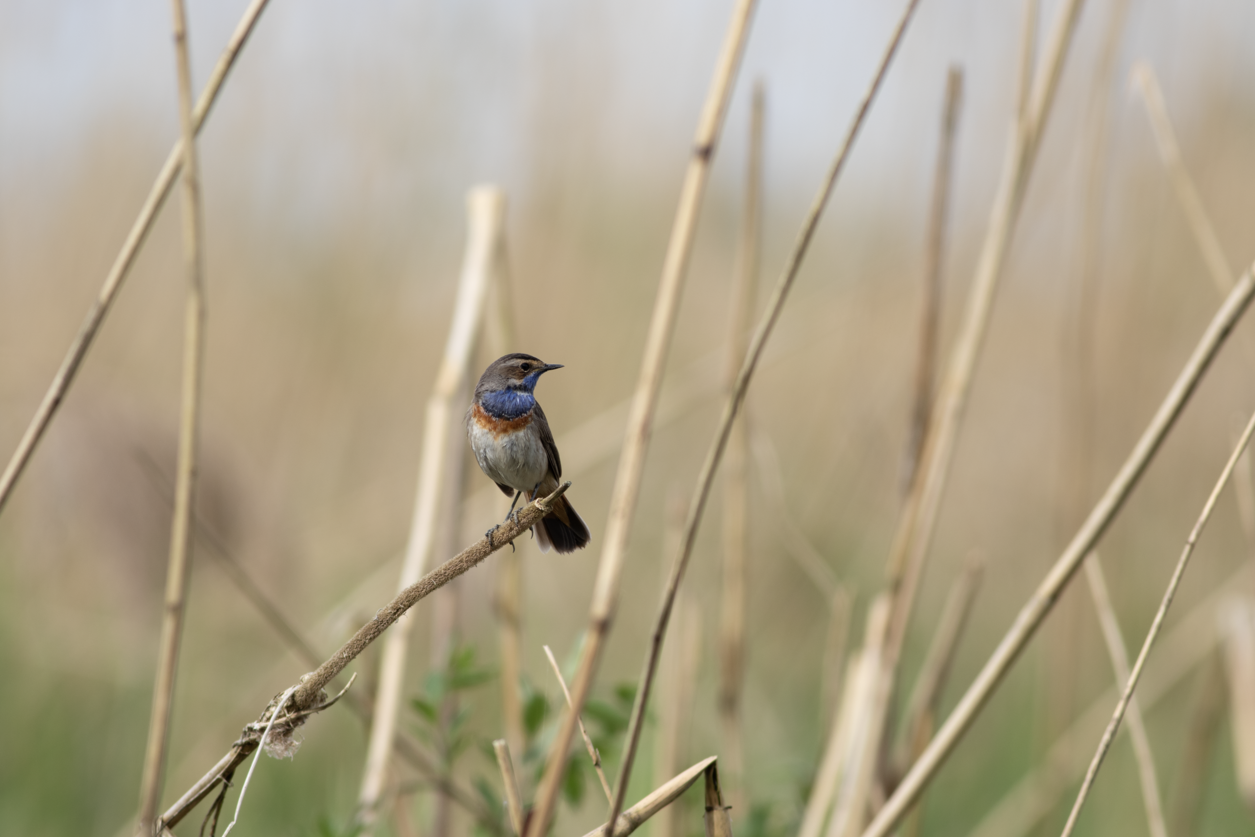 Natuur vogel