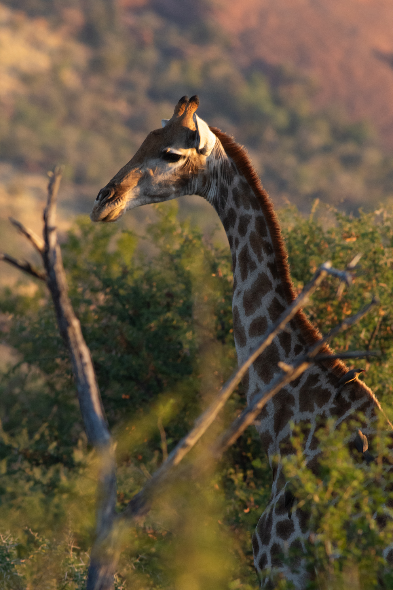 KirstenVelleman Giraf Zuid Afrika